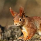 Eichhörnchen (Sciurus vulgaris)