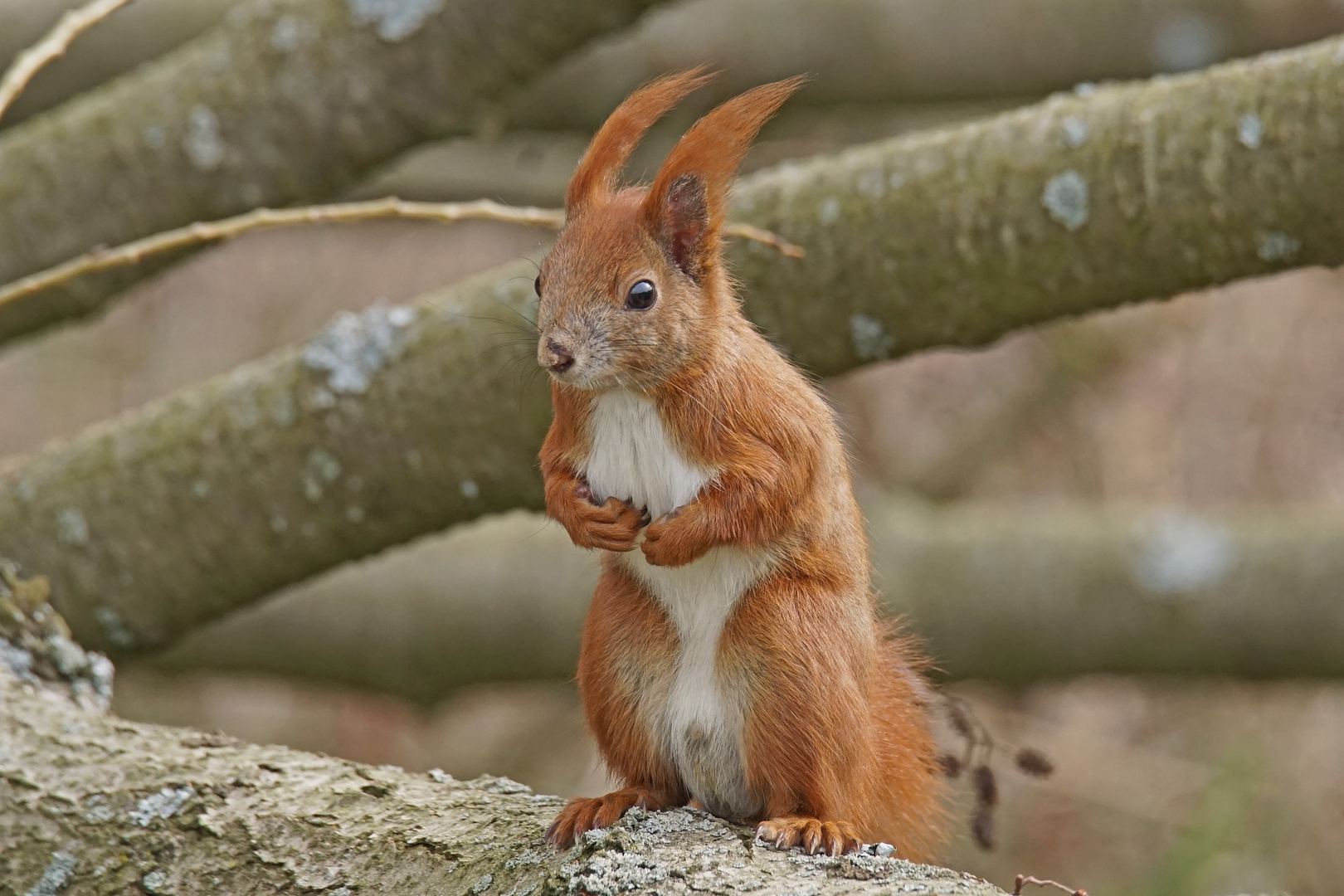 Eichhörnchen (Sciurus vulgaris)