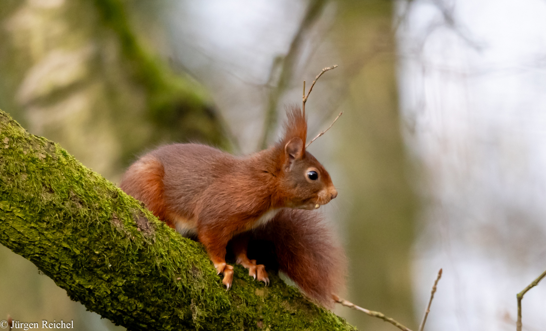 Eichhörnchen (Sciurus vulgaris) 