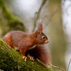 Eichhörnchen (Sciurus vulgaris) 