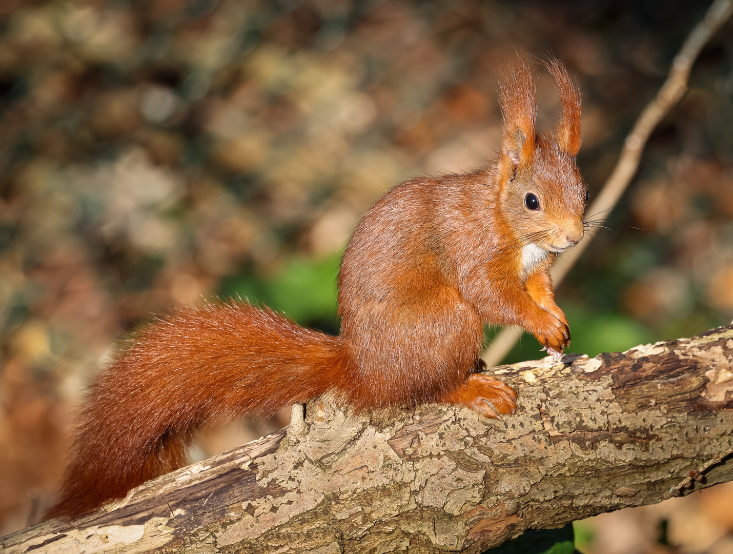 Eichhörnchen (Sciurus vulgaris)