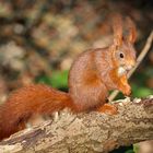 Eichhörnchen (Sciurus vulgaris)