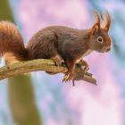 Eichhörnchen (Sciurus vulgaris)