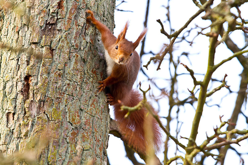 Eichhörnchen - Sciurus vulgaris