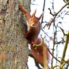 Eichhörnchen - Sciurus vulgaris