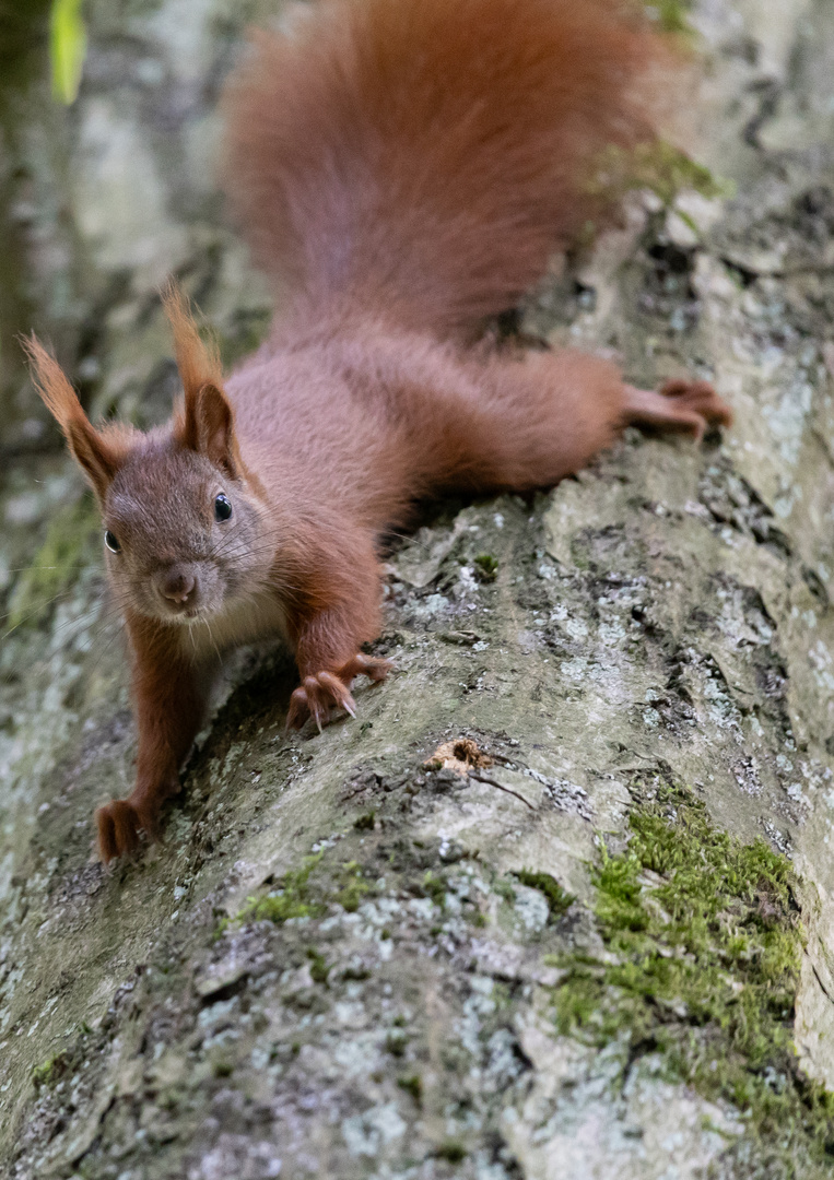 Eichhörnchen ( Sciurus vulgaris)