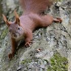 Eichhörnchen ( Sciurus vulgaris)