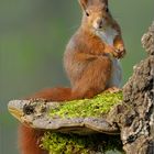 Eichhörnchen (Sciurus vulgaris)