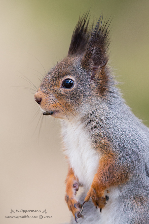 Eichhörnchen (Sciurus vulgaris) 2