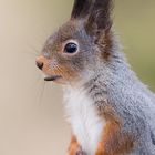 Eichhörnchen (Sciurus vulgaris) 2