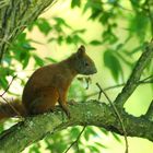 Eichhörnchen / sciurus vulgaris