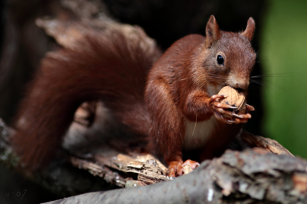 Eichhörnchen (Sciurus vulgaris)