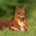 Eichhörnchen (Sciurus vulgaris)