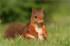 Eichhörnchen (Sciurus vulgaris)