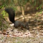 Eichhörnchen (Sciurus vulgaris)