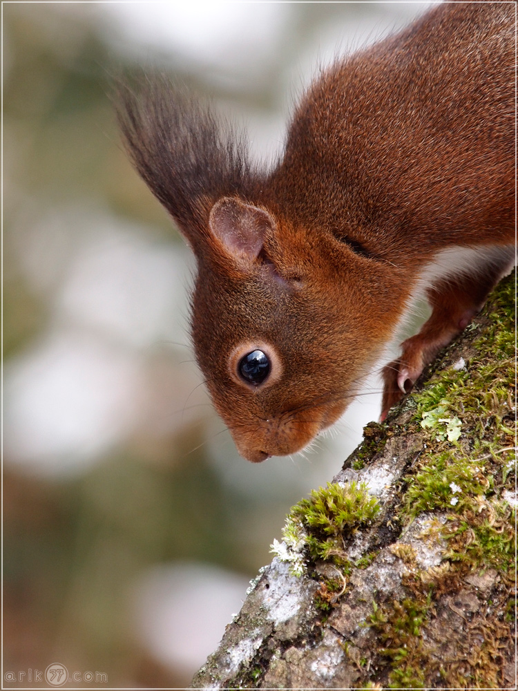 Eichhörnchen - Sciurus vulgaris