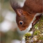 Eichhörnchen - Sciurus vulgaris