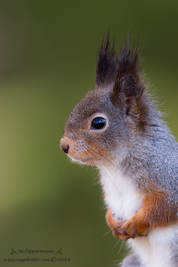 Eichhörnchen (Sciurus vulgaris) 3