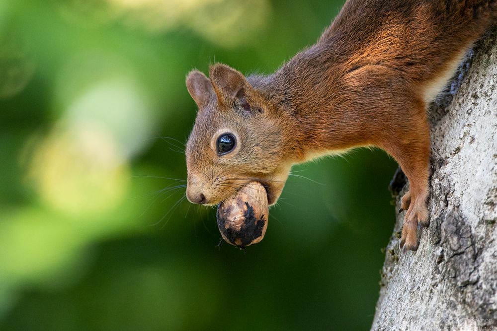 Eichhörnchen [Sciurus vulgaris]