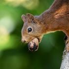 Eichhörnchen [Sciurus vulgaris]