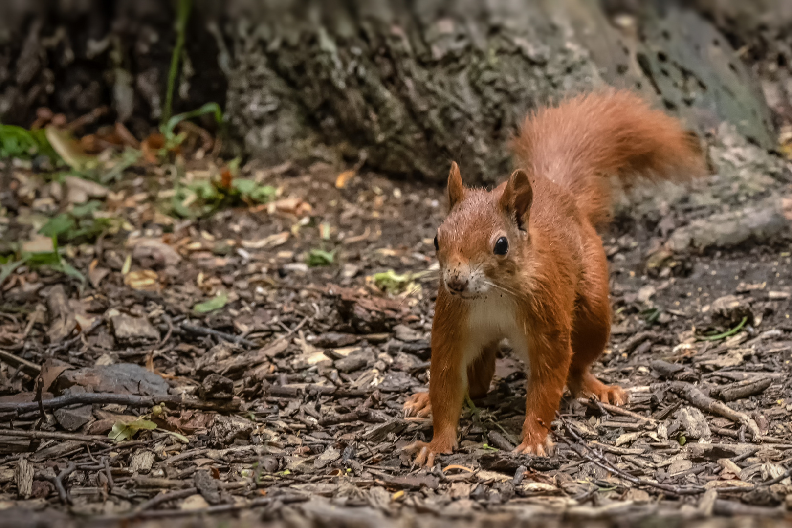 Eichhörnchen (Sciurus vulgaris)