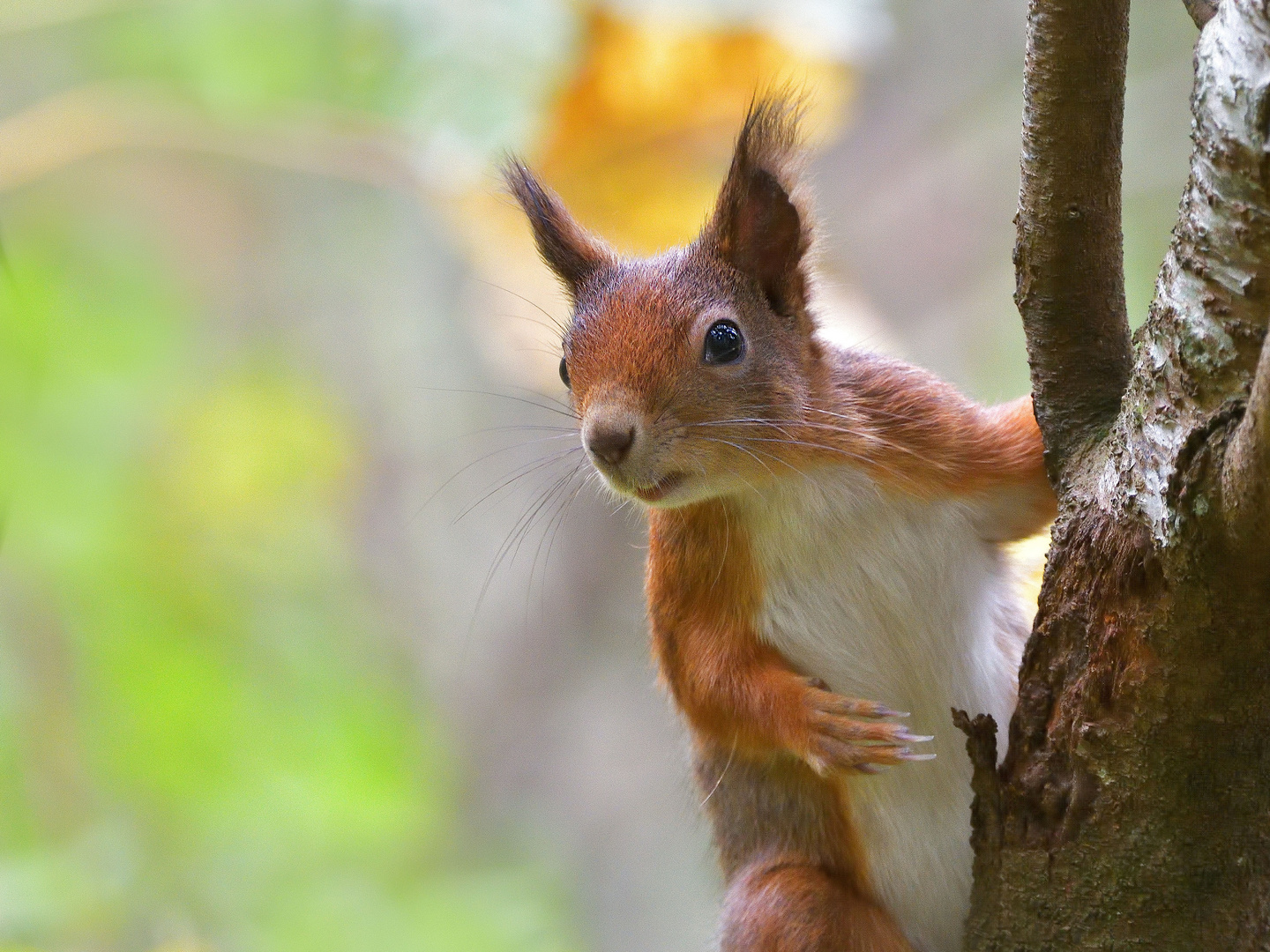 Eichhörnchen (Sciurus vulgaris)