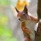 Eichhörnchen (Sciurus vulgaris)