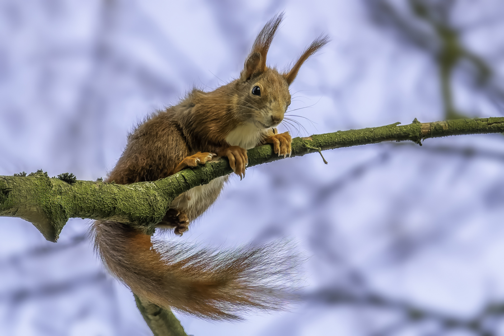 Eichhörnchen (Sciurus vulgaris)