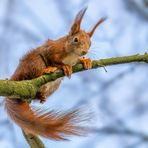 Eichhörnchen (Sciurus vulgaris)