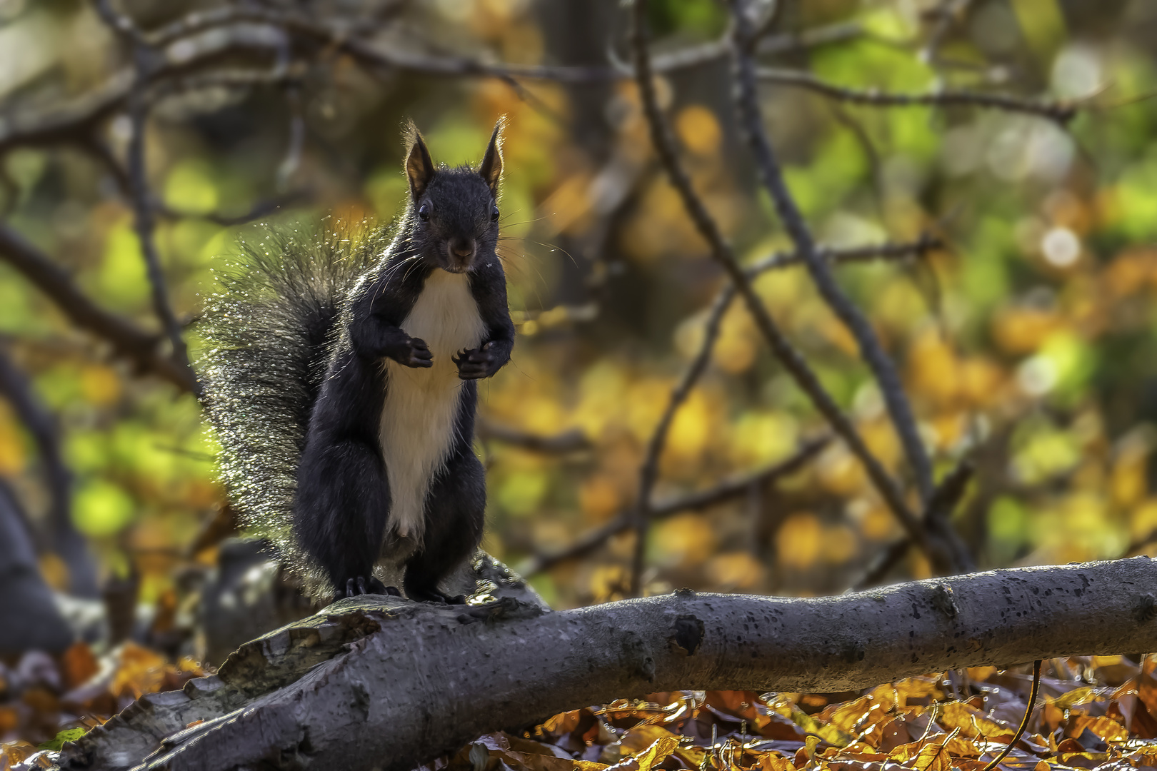 Eichhörnchen (Sciurus vulgaris)