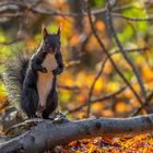 Eichhörnchen (Sciurus vulgaris)