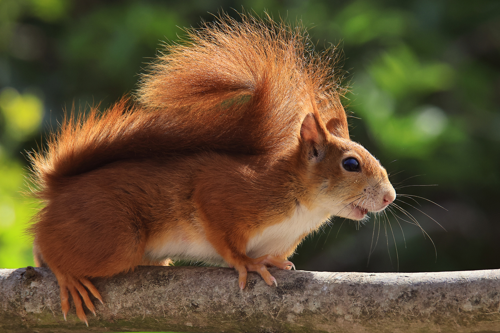 Eichhörnchen (Sciurus vulgaris)