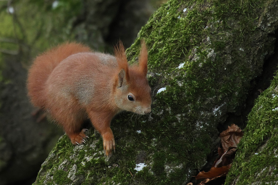 Eichhörnchen (Sciurus vulgaris )