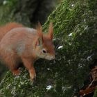 Eichhörnchen (Sciurus vulgaris )