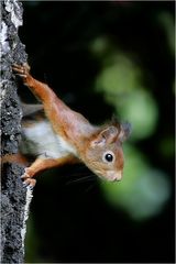 Eichhörnchen (Sciurus vulgaris)