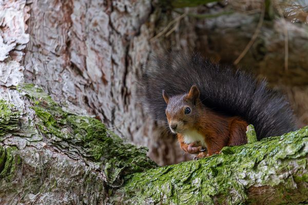 Eichhörnchen ( Sciurus vulgaris)