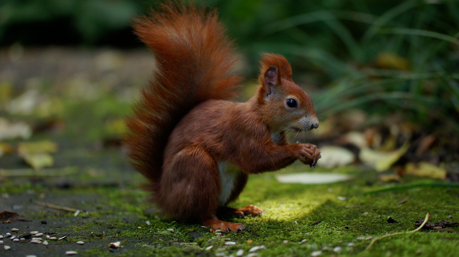 Eichhörnchen (Sciurus vulgaris)