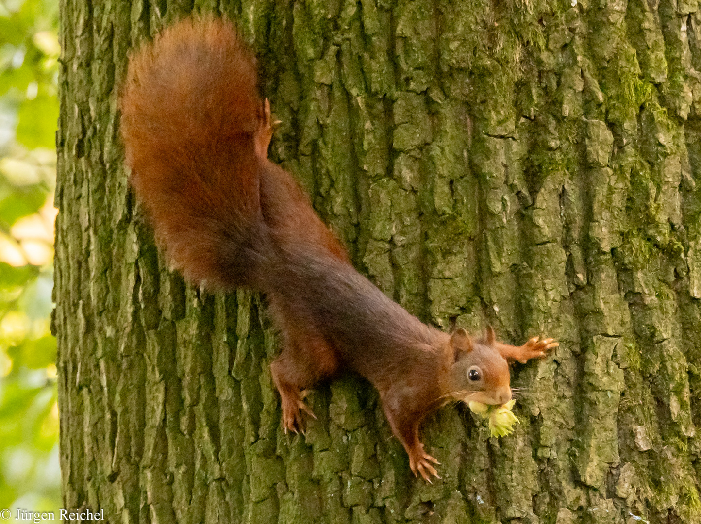 Eichhörnchen ( Sciurus vulgaris ) 