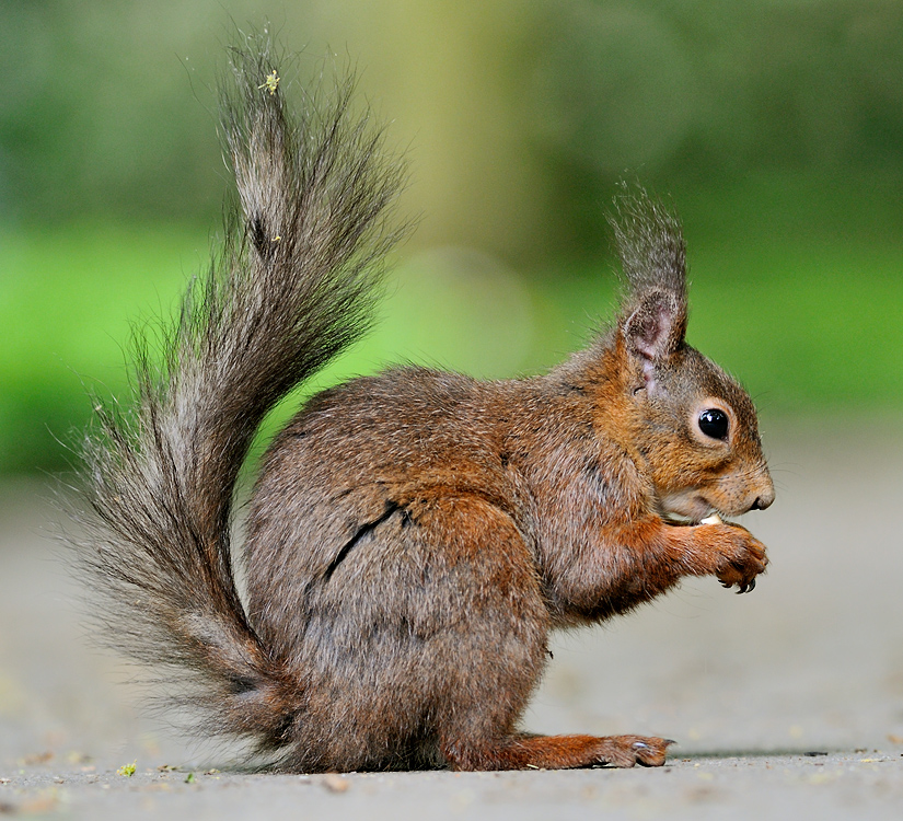 Eichhörnchen (Sciurus vulgaris)