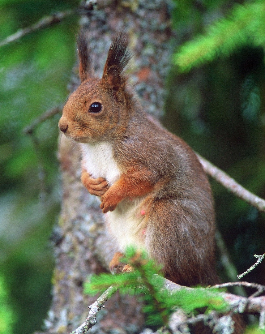  - EICHHÖRNCHEN - ( Sciurus vulgaris )