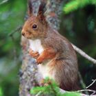  - EICHHÖRNCHEN - ( Sciurus vulgaris )