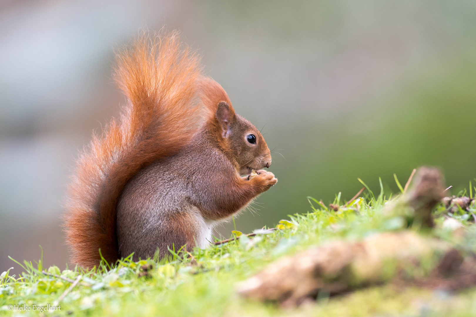 Eichhörnchen (Sciurus vulgaris)