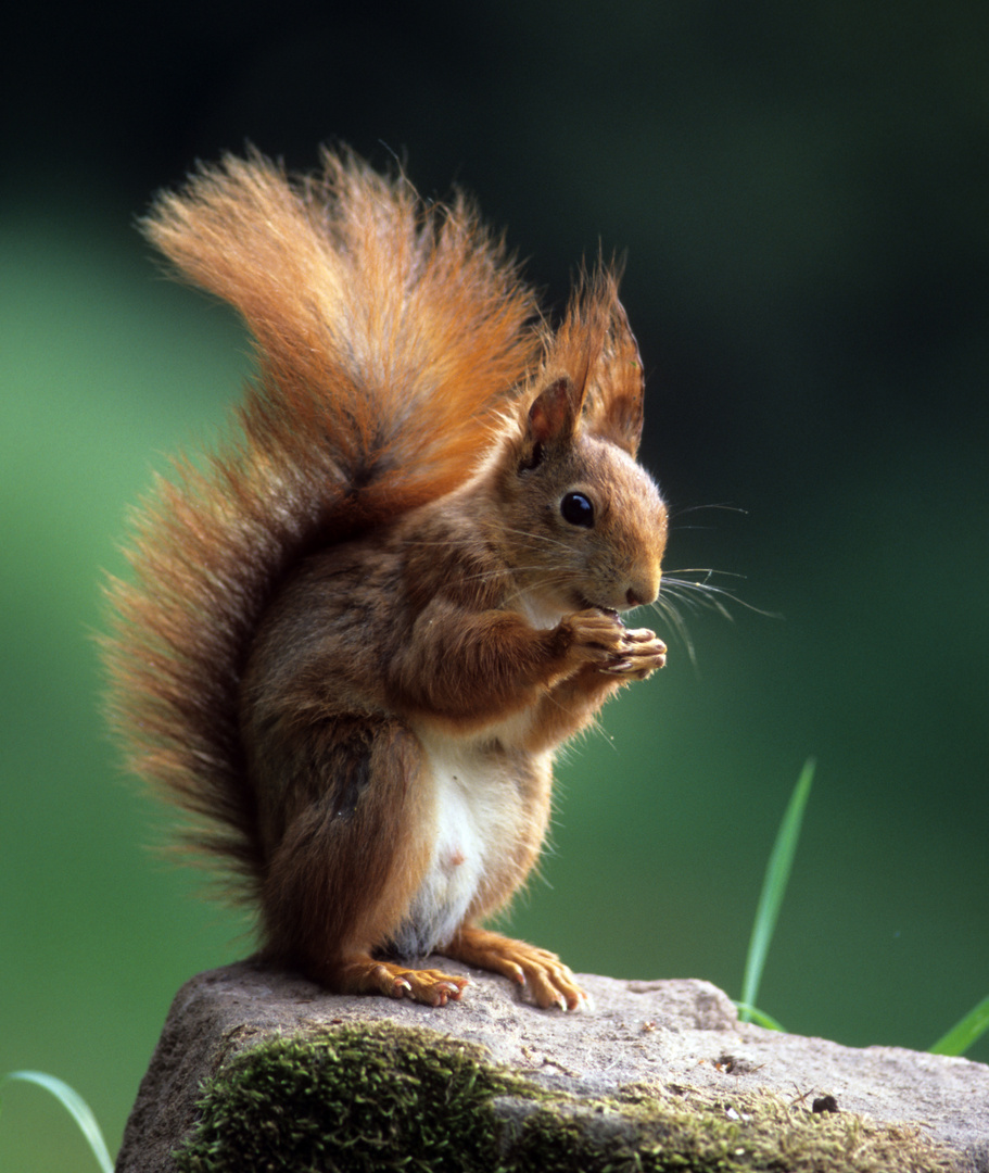 -EICHHÖRNCHEN-  ( Sciurus vulgaris )