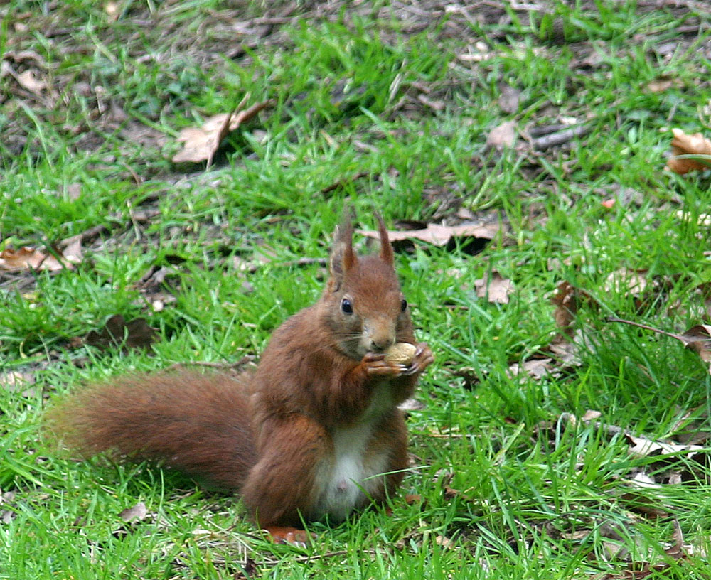 Eichhörnchen (Sciurus vulgaris)