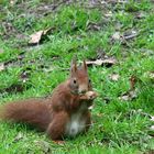 Eichhörnchen (Sciurus vulgaris)