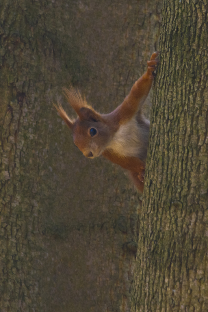 Eichhörnchen (Sciurus vulgaris)