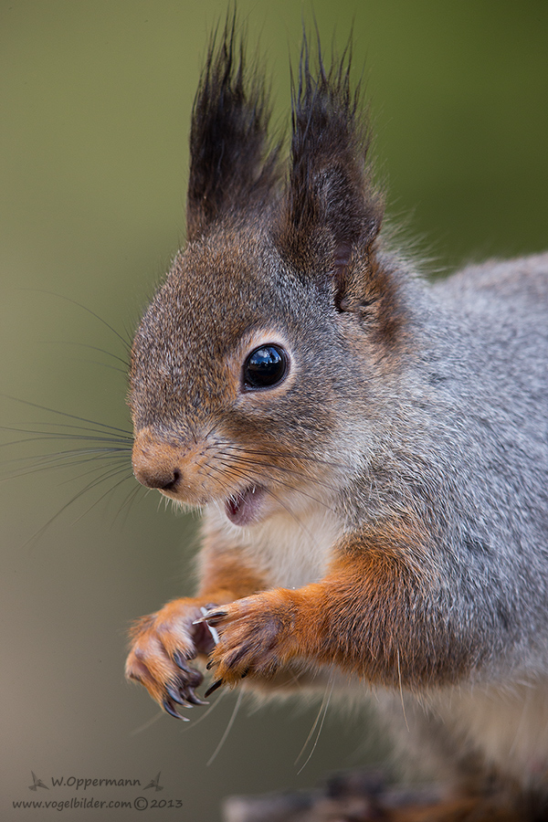 Eichhörnchen (Sciurus vulgaris)