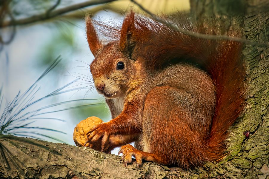 Eichhörnchen (Sciurus vulgaris)