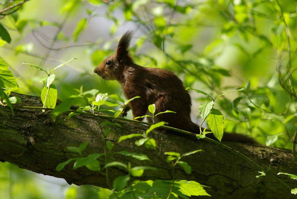 Eichhörnchen (Sciurus vulgaris)