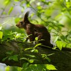 Eichhörnchen (Sciurus vulgaris)